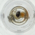  ( - IMSP_033_C1)  @11 [ ] by  Genome Research Ltd as Wellcome Sanger Institute Genome Research Limited operating as Wellcome Sanger Institute