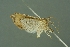  ( - INDOBIOSYS-CCDB26102-D06)  @12 [ ] CreativeCommons - Attribution Non-Commercial Share-Alike (2016) SNSB, Staatliche Naturwissenschaftliche Sammlungen Bayerns ZSM (SNSB, Zoologische Staatssammlung Muenchen)