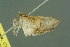  ( - INDOBIOSYS-CCDB26102-D07)  @12 [ ] CreativeCommons - Attribution Non-Commercial Share-Alike (2016) SNSB, Staatliche Naturwissenschaftliche Sammlungen Bayerns ZSM (SNSB, Zoologische Staatssammlung Muenchen)