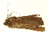  ( - BC-INCT0355)  @12 [ ] CreativeCommons - Attribution (2010) CBG Photography Group Centre for Biodiversity Genomics