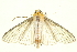  (Polygrammodes nervosa - BC-INCT0682)  @13 [ ] CreativeCommons - Attribution (2010) CBG Photography Group Centre for Biodiversity Genomics