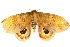  ( - BC-INCT0809)  @14 [ ] CreativeCommons - Attribution (2010) CBG Photography Group Centre for Biodiversity Genomics