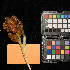  (Pandanus polycephalus - jb838)  @11 [ ] Copyright (c) (2020) Jedediah Brodie University of Montana