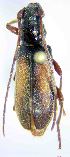  (Plocaederus pisinnus - DLb-44)  @11 [ ] Copyright (2018) Valle N.G. Laboratorio de Biología de los Artrópodos. Universidad Nacional del Nordeste.
