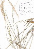 (Ehrharta erecta - KK-0130)  @11 [ ] CreativeCommons - Attribution Non-Commercial Share-Alike (2012) Mamadi Theresa Sethusa University of Johannesburg