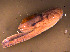  ( - INDOBIOSYS-CCDB30317-A01)  @11 [ ] CreativeCommons - Attribution Non-Commercial Share-Alike (2016) SNSB, Staatliche Naturwissenschaftliche Sammlungen Bayerns ZSM (SNSB, Zoologische Staatssammlung Muenchen)