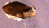  (Elaphroconcha - INDOBIOSYS-CCDB30317-A07)  @11 [ ] CreativeCommons - Attribution Non-Commercial Share-Alike (2016) SNSB, Staatliche Naturwissenschaftliche Sammlungen Bayerns ZSM (SNSB, Zoologische Staatssammlung Muenchen)