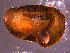  (Hadrinae - INDOBIOSYS-CCDB30317-A12)  @11 [ ] CreativeCommons - Attribution Non-Commercial Share-Alike (2016) SNSB, Staatliche Naturwissenschaftliche Sammlungen Bayerns ZSM (SNSB, Zoologische Staatssammlung Muenchen)