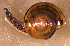 ( - INDOBIOSYS-CCDB30317-B02)  @11 [ ] CreativeCommons - Attribution Non-Commercial Share-Alike (2016) SNSB, Staatliche Naturwissenschaftliche Sammlungen Bayerns ZSM (SNSB, Zoologische Staatssammlung Muenchen)