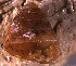  ( - INDOBIOSYS-CCDB30317-B04)  @11 [ ] CreativeCommons - Attribution Non-Commercial Share-Alike (2016) SNSB, Staatliche Naturwissenschaftliche Sammlungen Bayerns ZSM (SNSB, Zoologische Staatssammlung Muenchen)