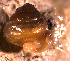  ( - INDOBIOSYS-CCDB30317-B07)  @11 [ ] CreativeCommons - Attribution Non-Commercial Share-Alike (2016) SNSB, Staatliche Naturwissenschaftliche Sammlungen Bayerns ZSM (SNSB, Zoologische Staatssammlung Muenchen)