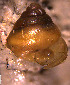  ( - INDOBIOSYS-CCDB30317-B08)  @11 [ ] CreativeCommons - Attribution Non-Commercial Share-Alike (2016) SNSB, Staatliche Naturwissenschaftliche Sammlungen Bayerns ZSM (SNSB, Zoologische Staatssammlung Muenchen)