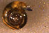  (Helicarion - INDOBIOSYS-CCDB30317-B11)  @11 [ ] CreativeCommons - Attribution Non-Commercial Share-Alike (2016) SNSB, Staatliche Naturwissenschaftliche Sammlungen Bayerns ZSM (SNSB, Zoologische Staatssammlung Muenchen)