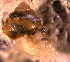  ( - INDOBIOSYS-CCDB30317-B12)  @11 [ ] CreativeCommons - Attribution Non-Commercial Share-Alike (2016) SNSB, Staatliche Naturwissenschaftliche Sammlungen Bayerns ZSM (SNSB, Zoologische Staatssammlung Muenchen)