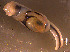  ( - INDOBIOSYS-CCDB30317-C01)  @11 [ ] CreativeCommons - Attribution Non-Commercial Share-Alike (2016) SNSB, Staatliche Naturwissenschaftliche Sammlungen Bayerns ZSM (SNSB, Zoologische Staatssammlung Muenchen)