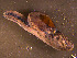  ( - INDOBIOSYS-CCDB30317-C03)  @11 [ ] CreativeCommons - Attribution Non-Commercial Share-Alike (2016) SNSB, Staatliche Naturwissenschaftliche Sammlungen Bayerns ZSM (SNSB, Zoologische Staatssammlung Muenchen)