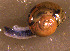  ( - INDOBIOSYS-CCDB30317-C06)  @11 [ ] CreativeCommons - Attribution Non-Commercial Share-Alike (2016) SNSB, Staatliche Naturwissenschaftliche Sammlungen Bayerns ZSM (SNSB, Zoologische Staatssammlung Muenchen)
