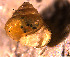  ( - INDOBIOSYS-CCDB30317-C08)  @11 [ ] CreativeCommons - Attribution Non-Commercial Share-Alike (2016) SNSB, Staatliche Naturwissenschaftliche Sammlungen Bayerns ZSM (SNSB, Zoologische Staatssammlung Muenchen)