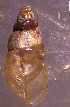  (Allopeas - INDOBIOSYS-CCDB30317-C09)  @11 [ ] CreativeCommons - Attribution Non-Commercial Share-Alike (2016) SNSB, Staatliche Naturwissenschaftliche Sammlungen Bayerns ZSM (SNSB, Zoologische Staatssammlung Muenchen)