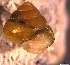  ( - INDOBIOSYS-CCDB30317-C10)  @11 [ ] CreativeCommons - Attribution Non-Commercial Share-Alike (2016) SNSB, Staatliche Naturwissenschaftliche Sammlungen Bayerns ZSM (SNSB, Zoologische Staatssammlung Muenchen)