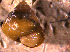  ( - INDOBIOSYS-CCDB30317-C11)  @11 [ ] CreativeCommons - Attribution Non-Commercial Share-Alike (2016) SNSB, Staatliche Naturwissenschaftliche Sammlungen Bayerns ZSM (SNSB, Zoologische Staatssammlung Muenchen)
