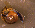  ( - INDOBIOSYS-CCDB30317-C12)  @11 [ ] CreativeCommons - Attribution Non-Commercial Share-Alike (2016) SNSB, Staatliche Naturwissenschaftliche Sammlungen Bayerns ZSM (SNSB, Zoologische Staatssammlung Muenchen)