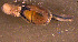  ( - INDOBIOSYS-CCDB30317-D01)  @11 [ ] CreativeCommons - Attribution Non-Commercial Share-Alike (2016) SNSB, Staatliche Naturwissenschaftliche Sammlungen Bayerns ZSM (SNSB, Zoologische Staatssammlung Muenchen)