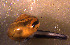  ( - INDOBIOSYS-CCDB30317-D07)  @11 [ ] CreativeCommons - Attribution Non-Commercial Share-Alike (2016) SNSB, Staatliche Naturwissenschaftliche Sammlungen Bayerns ZSM (SNSB, Zoologische Staatssammlung Muenchen)