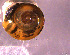  ( - INDOBIOSYS-CCDB30317-D08)  @11 [ ] CreativeCommons - Attribution Non-Commercial Share-Alike (2016) SNSB, Staatliche Naturwissenschaftliche Sammlungen Bayerns ZSM (SNSB, Zoologische Staatssammlung Muenchen)