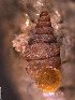  (Diplommatina - INDOBIOSYS-CCDB30317-D09)  @11 [ ] CreativeCommons - Attribution Non-Commercial Share-Alike (2016) SNSB, Staatliche Naturwissenschaftliche Sammlungen Bayerns ZSM (SNSB, Zoologische Staatssammlung Muenchen)