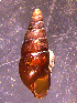  (Glessulinae - INDOBIOSYS-CCDB30317-E04)  @11 [ ] CreativeCommons - Attribution Non-Commercial Share-Alike (2016) SNSB, Staatliche Naturwissenschaftliche Sammlungen Bayerns ZSM (SNSB, Zoologische Staatssammlung Muenchen)