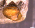  ( - INDOBIOSYS-CCDB30317-E09)  @11 [ ] CreativeCommons - Attribution Non-Commercial Share-Alike (2016) SNSB, Staatliche Naturwissenschaftliche Sammlungen Bayerns ZSM (SNSB, Zoologische Staatssammlung Muenchen)