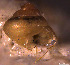  ( - INDOBIOSYS-CCDB30317-F01)  @11 [ ] CreativeCommons - Attribution Non-Commercial Share-Alike (2016) SNSB, Staatliche Naturwissenschaftliche Sammlungen Bayerns ZSM (SNSB, Zoologische Staatssammlung Muenchen)