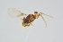  ( - INDOBIOSYS-CCDB25941-A10)  @13 [ ] CreativeCommons - Attribution Non-Commercial Share-Alike (2016) SNSB, Staatliche Naturwissenschaftliche Sammlungen Bayerns ZSM (SNSB, Zoologische Staatssammlung Muenchen)