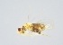  (Encarsia tryphena - INDOBIOSYS-CCDB25943-G03)  @13 [ ] CreativeCommons - Attribution Non-Commercial Share-Alike (2016) SNSB, Staatliche Naturwissenschaftliche Sammlungen Bayerns ZSM (SNSB, Zoologische Staatssammlung Muenchen)