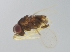  (Encarsia milo - INDOBIOSYS-CCDB25943-H10)  @13 [ ] CreativeCommons - Attribution Non-Commercial Share-Alike (2016) SNSB, Staatliche Naturwissenschaftliche Sammlungen Bayerns ZSM (SNSB, Zoologische Staatssammlung Muenchen)