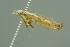  ( - INDOBIOSYS-CCDB26182-B01)  @12 [ ] CreativeCommons - Attribution Non-Commercial Share-Alike (2016) SNSB, Staatliche Naturwissenschaftliche Sammlungen Bayerns ZSM (SNSB, Zoologische Staatssammlung Muenchen)