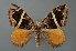  ( - INDOBIOSYS-CCDB27498-G01)  @11 [ ] CreativeCommons - Attribution Non-Commercial Share-Alike (2016) SNSB, Staatliche Naturwissenschaftliche Sammlungen Bayerns ZSM (SNSB, Zoologische Staatssammlung Muenchen)