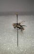  ( - INM0034)  @11 [ ] nrr (2021) Julia Mlynarek Insectarium of Montreal