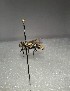  ( - INM0036)  @11 [ ] nrr (2021) Julia Mlynarek Insectarium of Montreal
