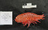  (Eurythenes sp. DISCOLL PAP B - I18_1157)  @11 [ ] c (2018) Terue Kihara DZMB Senckenberg am Meer