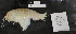  ( - I18_1164)  @11 [ ] c (2018) Terue Kihara DZMB Senckenberg am Meer
