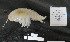  (Eurythenes magellanicus - I18_1165)  @11 [ ] c (2018) Terue Kihara DZMB Senckenberg am Meer