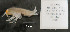  ( - I18_1172)  @11 [ ] c (2018) Terue Kihara DZMB Senckenberg am Meer