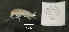  ( - I18_1177)  @11 [ ] c (2018) Terue Kihara DZMB Senckenberg am Meer