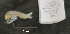  ( - I18_1178)  @11 [ ] c (2018) Terue Kihara DZMB Senckenberg am Meer
