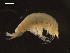  (Haptocallisoma - I18_Ma_108)  @11 [ ] c (2018) Terue Kihara DZMB Senckenberg am Meer