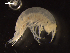  ( - I18_Ma_147)  @11 [ ] c (2018) Terue Kihara DZMB Senckenberg am Meer