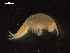  (Paralicella sp. group 2B DZMB_2021_0088 - I18_Ma_149)  @11 [ ] c (2018) Terue Kihara DZMB Senckenberg am Meer