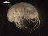  (Tectovalopsis - I18_Ma_177)  @11 [ ] c (2018) Terue Kihara DZMB Senckenberg am Meer